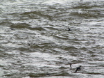SX22092 Swallows (Hirundo rustica) flying low over river Wye.jpg
